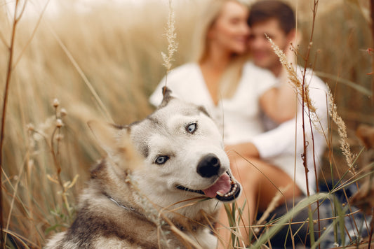 How to include your dog in your wedding?