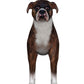 Boxer Dog figurine - front 2