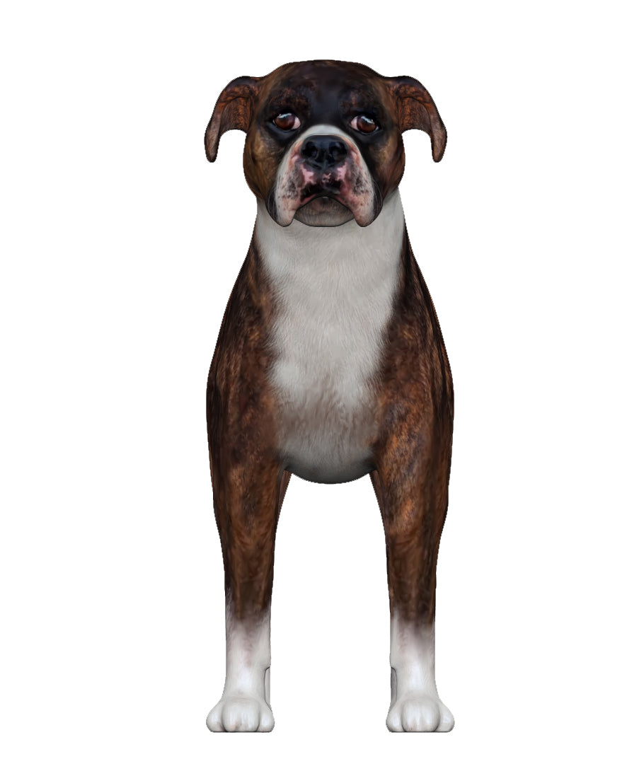 Boxer Dog figurine for home decor and gifting | My3dselfie | My3dSelfie