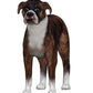 Boxer Dog figurine front