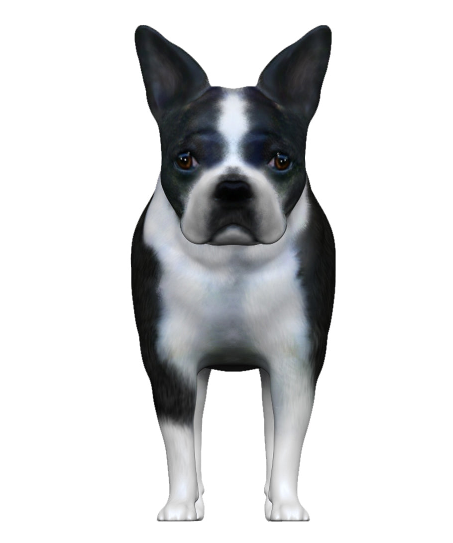 Boston Terrier front 